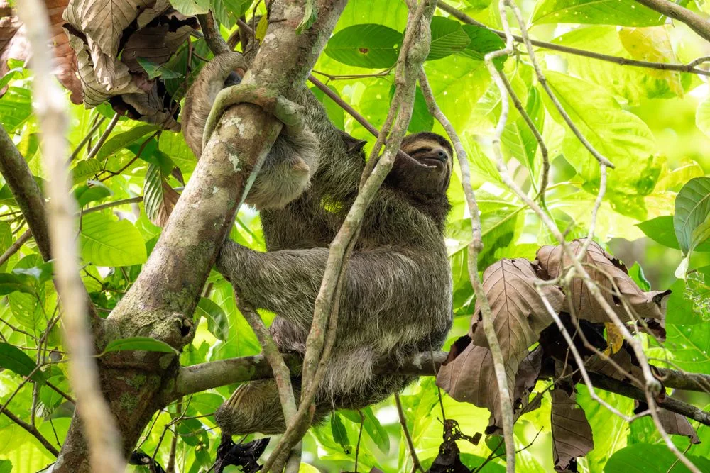 Parque Ecológico Mundo Amazónico