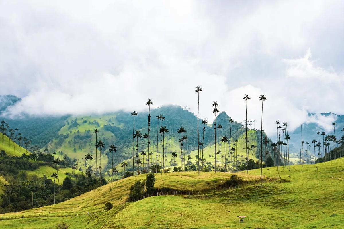 Valle de Cocora