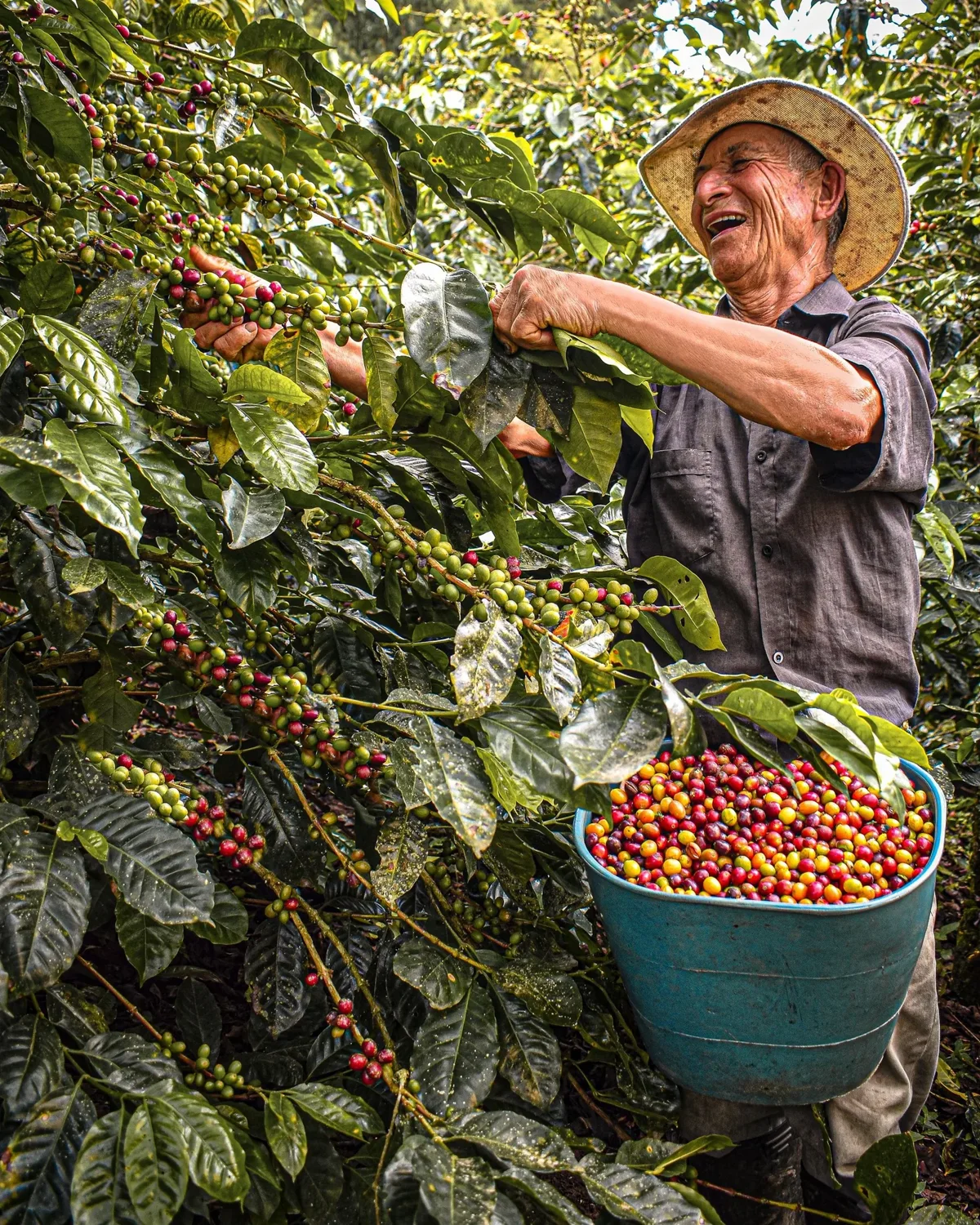 Fincas cafeteras de Salento y Filandia