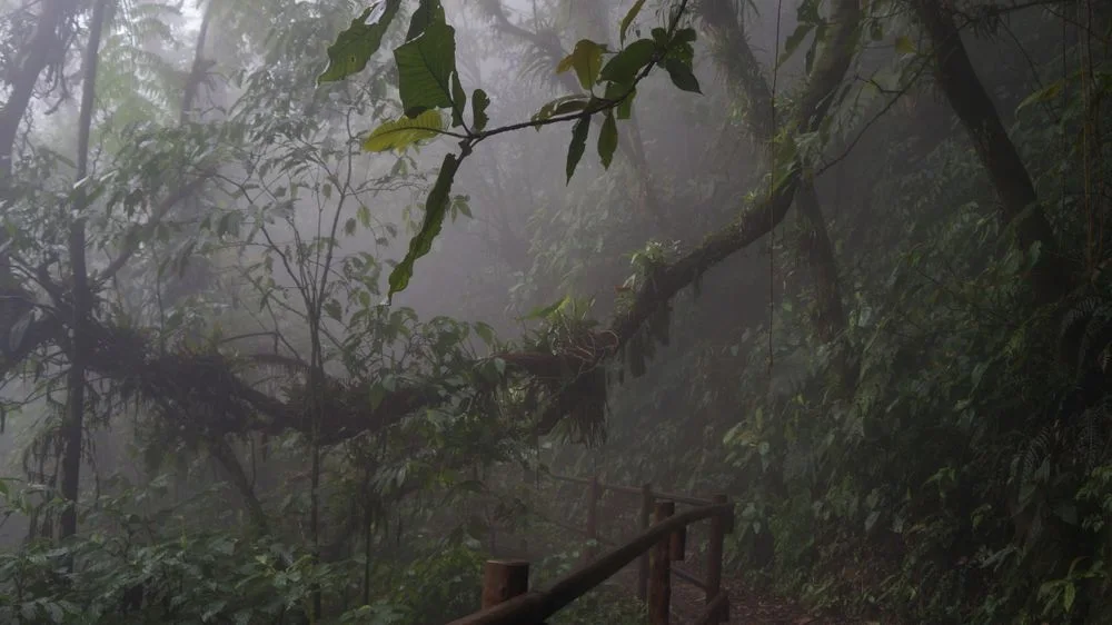 El bosque de niebla del kilómetro 18