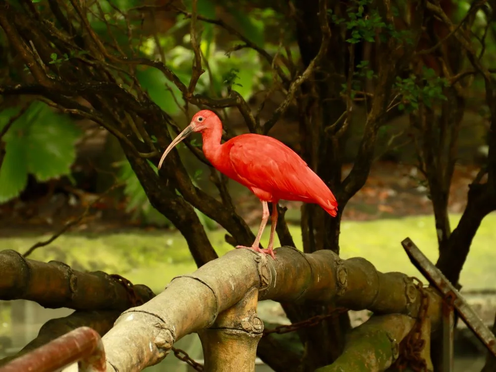 El garcero del Hato Berlín