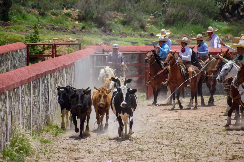 El trabajo de llano a caballo