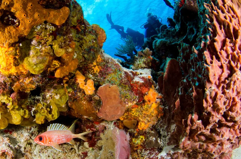 Buceo en la barrera de Seaflower