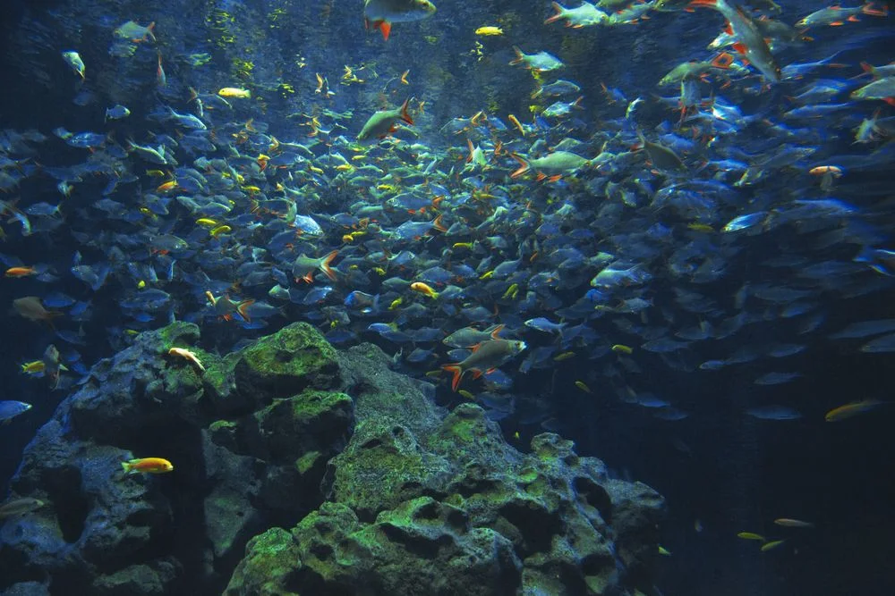 Oceanario Islas del Rosario