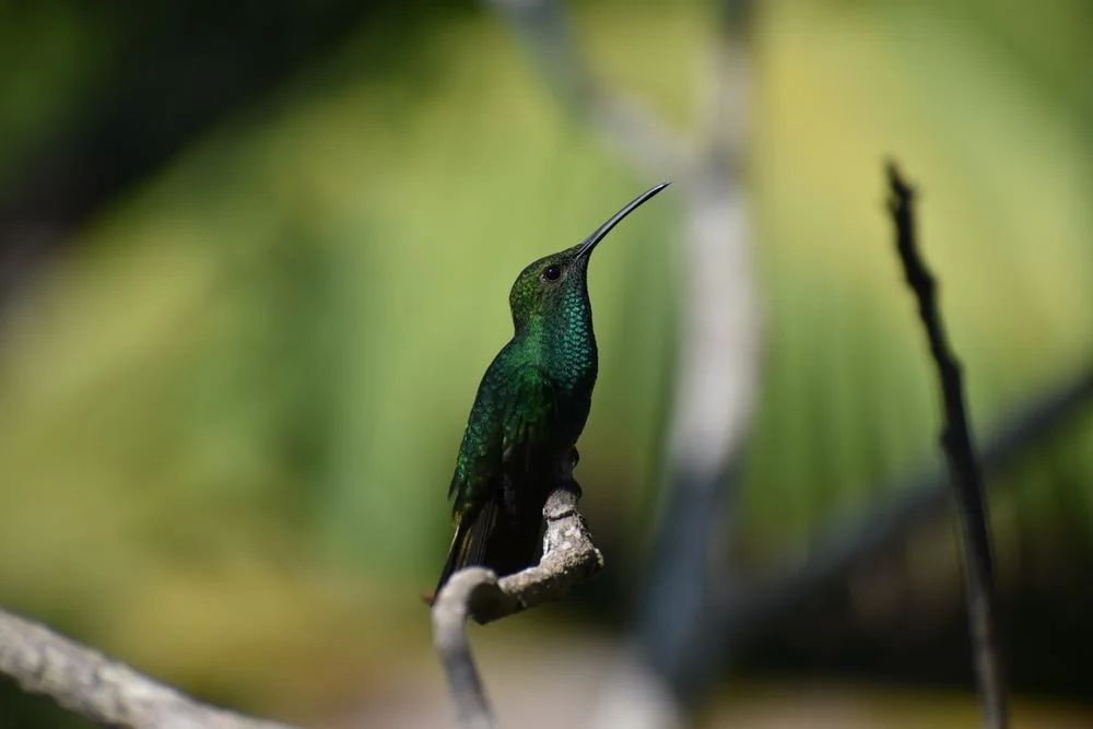 Minca y el avistamiento de aves